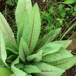 Lactuca indica Hoja