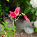 Penstemon barbatus Flower