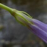 Vinca difformis 花