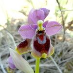 Ophrys tenthredinifera Цвят