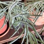 Helichrysum italicum Blad