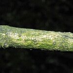 Eleutherococcus senticosus Bark