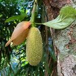 Artocarpus integer Fruit