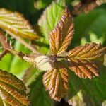 Rubus ferus Folha