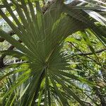 Sabal minor Leaf