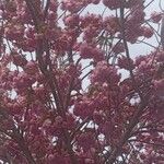 Prunus serrulata Λουλούδι