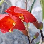 Fernandoa madagascariensis Flors