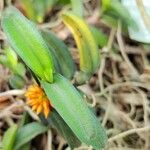 Ossiculum aurantiacum Hoja