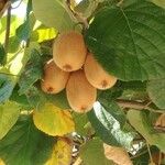 Actinidia chinensis Leht