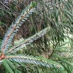Picea brachytyla Otro