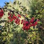 Berberis vulgaris Плід