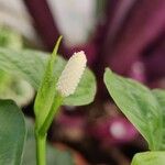 Piper longum 花