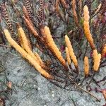 Salicornia bigelovii Yaprak