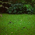 Salvinia molesta Habit