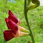 Macroptilium lathyroides Flower