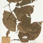 Coccoloba striata Blad