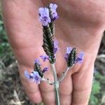 Lavandula pinnata Flower