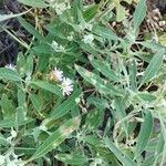 Chenopodium ficifolium Květ