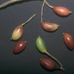 Siparuna decipiens Meyve