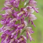 Orchis × spuria