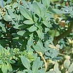 Ruta chalepensis Hoja