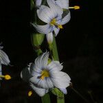 Sisyrinchium albidum Flor