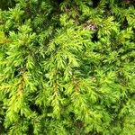 Juniperus brevifolia Leaf