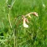 Lathyrus pannonicus Fleur