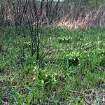 Cypripedium candidum Vekstform