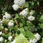 Ageratina adenophora Plante entière