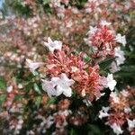 Abelia x grandiflora 花