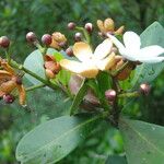Clusia criuva Flor