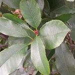 Photinia fraseri برگ