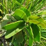 Cissus rotundifolia Blad