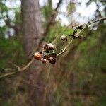 Celastrus orbiculatus Fruchs