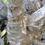 Allagopappus canariensis 树皮