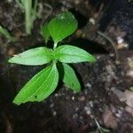 Synedrella nodiflora Лист