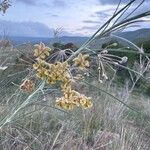 Gomphocarpus integer Flower