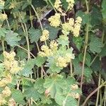 Alchemilla xanthochlora Λουλούδι