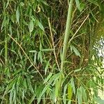 Phyllostachys aurea List