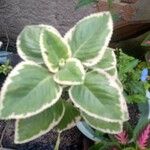 Plectranthus amboinicus Blad