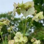 Mirabilis albida Flor