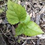 Fatoua villosa Leaf