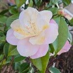 Camellia sasanqua Flor