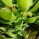 Euphorbia guentheri Ŝelo