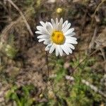 Leucanthemum monspeliense Blomma