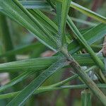 Cenchrus purpureus बार्क (छाल)