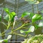 Eichhornia azurea Habitatea