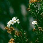 Heliotropium sinuatum Flor