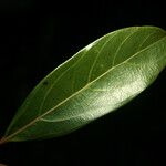 Rhodostemonodaphne saulensis Leaf